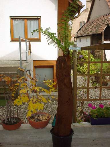 Baumfarn mit Bonsai